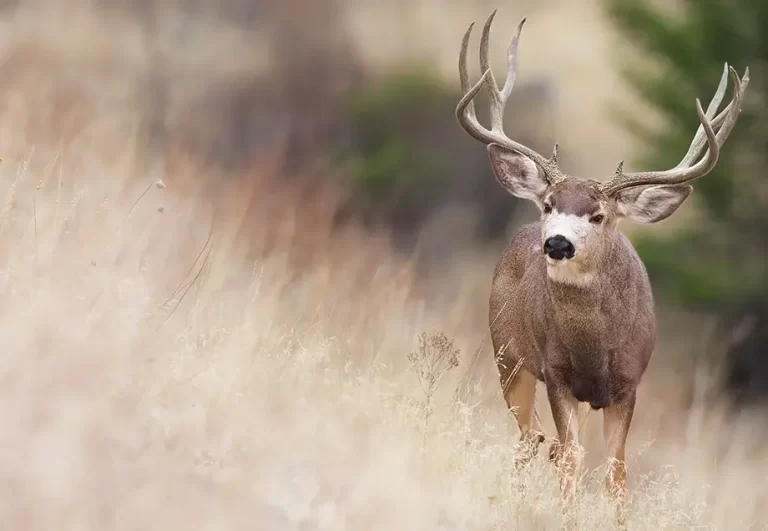 Colorado Mule Deer Hunting: Tips, Locations, Regulations, and Gear